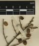 Mosquitoxylum jamaicense var. panamense F. A. Barkley & M. J. Reed, Belize, W. C. Meyer 102, F